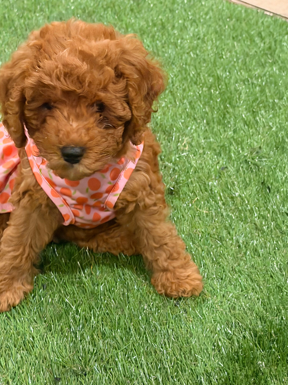 Pup