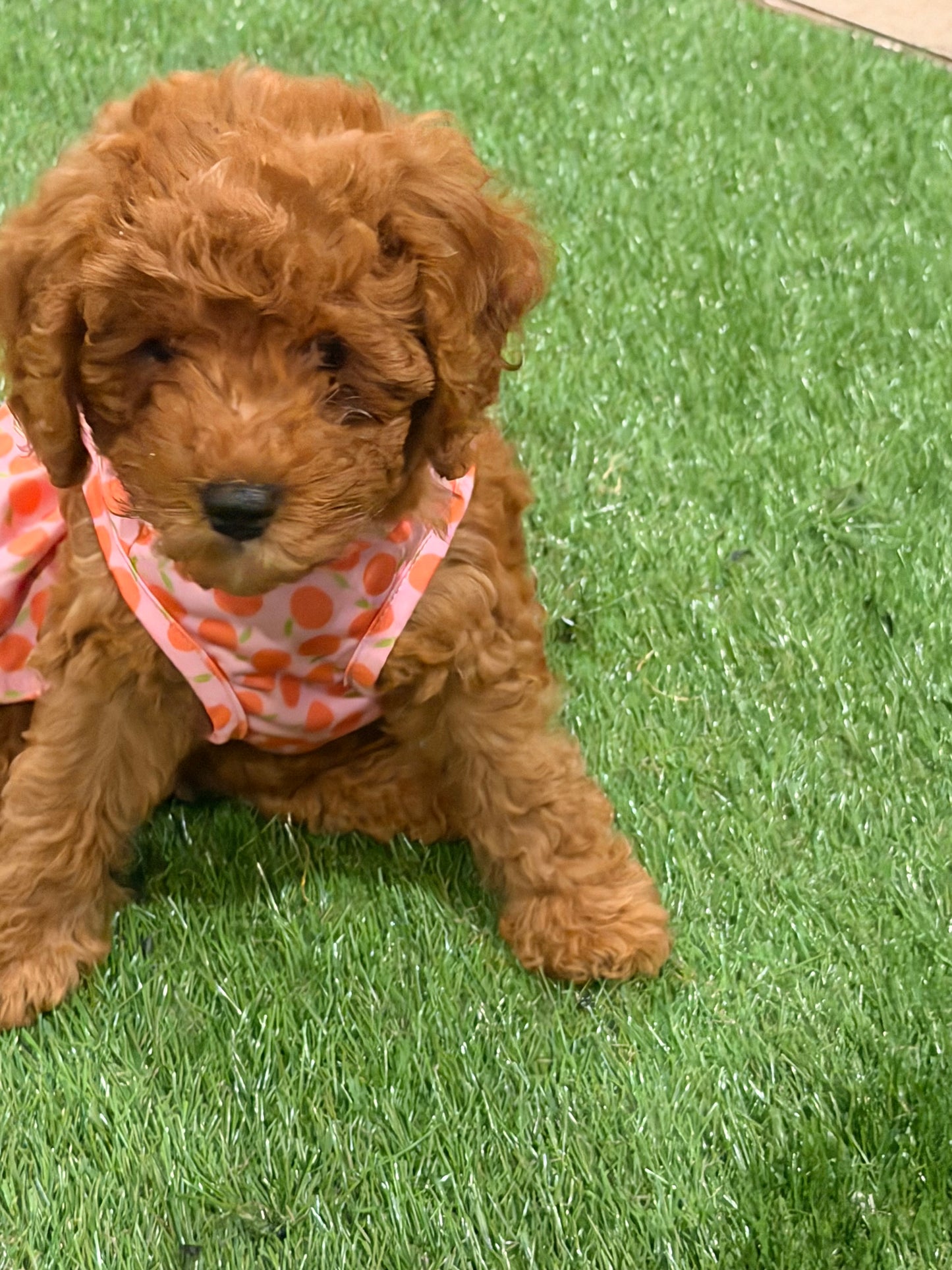 Pup